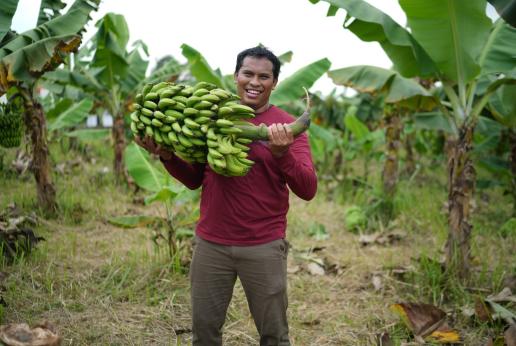 A man holding bananas at a banana plantation