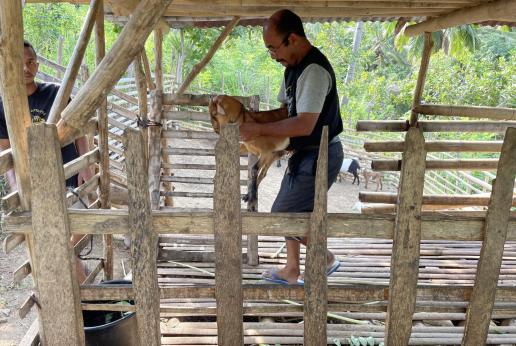 A man is carrying a goat in a bamboo goat shed