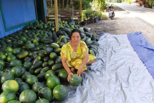 A woman posing with hundreds of watermelon she harvested