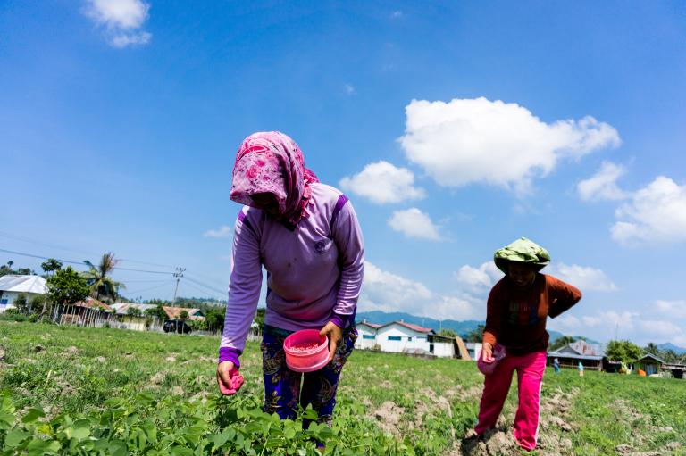 Two farmers are tending the crop